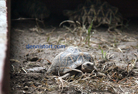 Star tortoise breeding